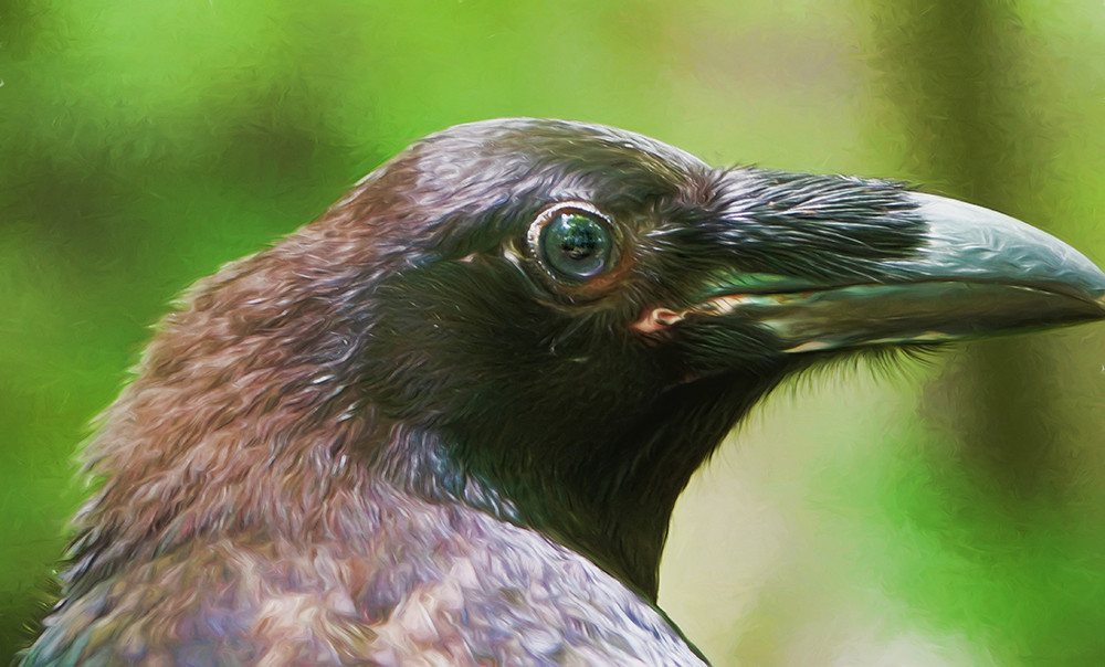 Quoth the Raven - Never More