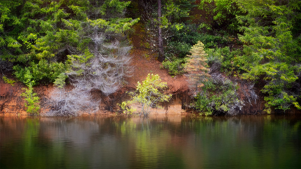 Trees Along The Shore & Their Reflections