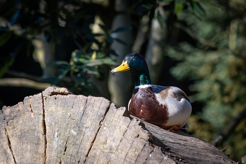 The Mighty Duck