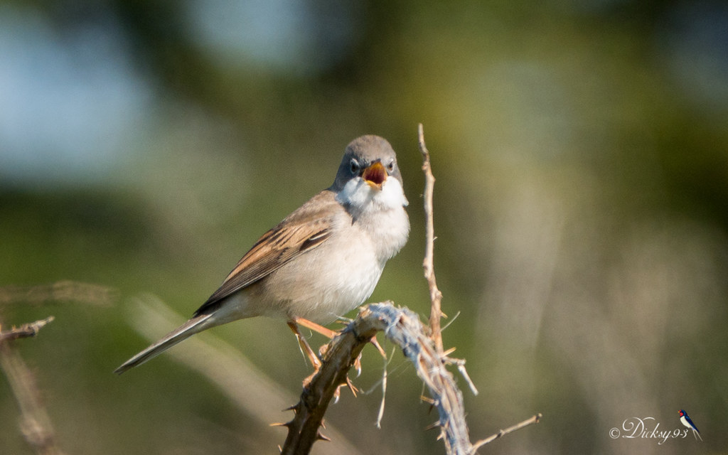 Fauvette grisette ♂ (Curruca communis)