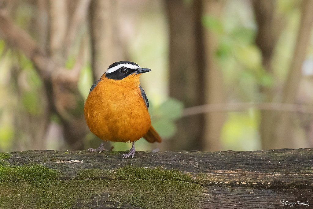 White-browed Robin-Chat