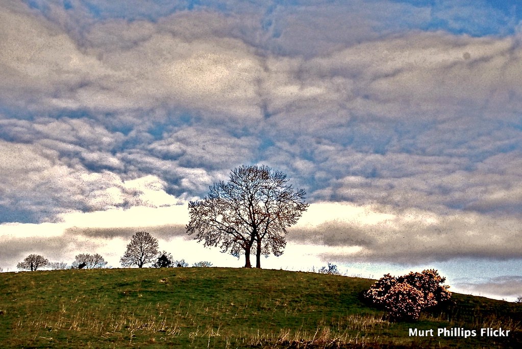 Local Rural Scene, Co. Wexford