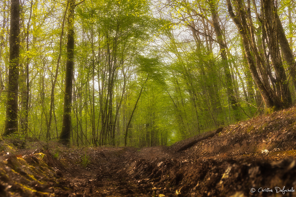 Sous bois Sanvignard