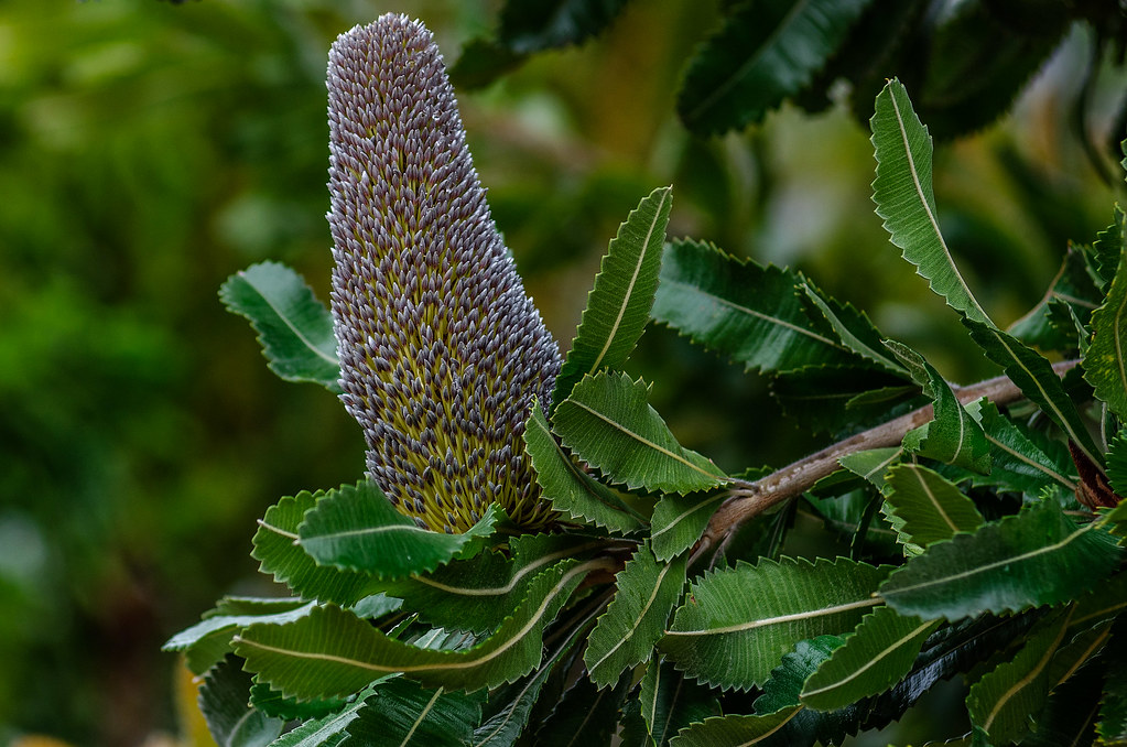 Banksia serrata 😎 (botanical portrait, budding)