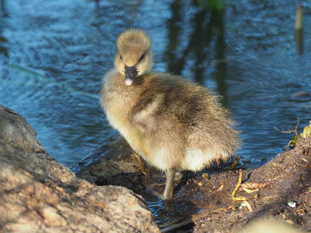 Greylag Gosling