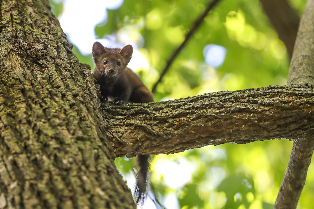 Pine Marten
