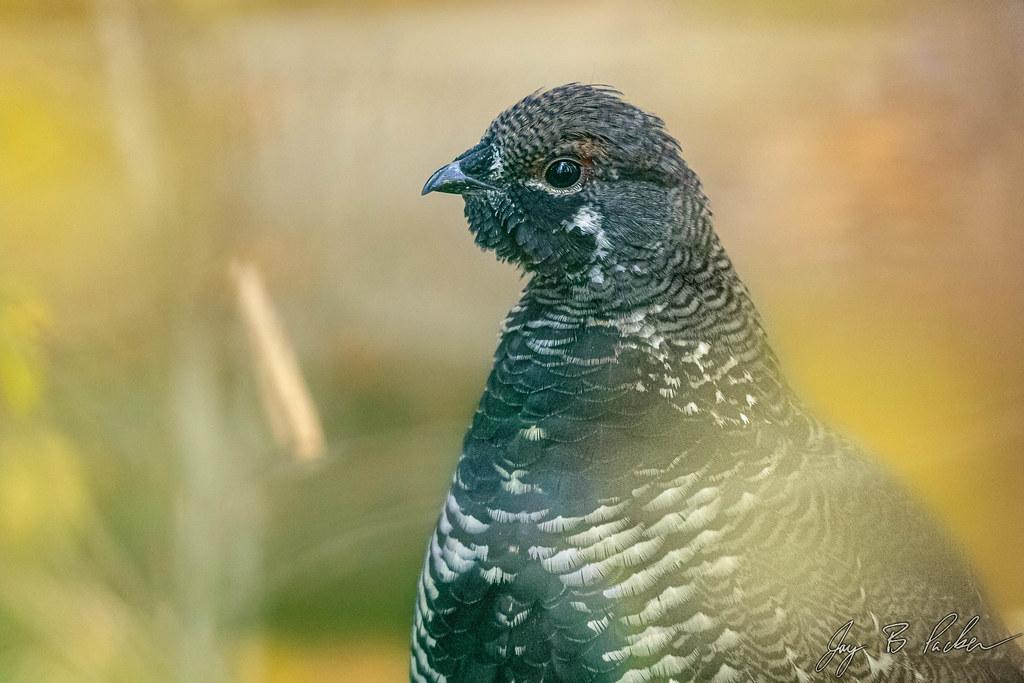 Spruce Grouse, male