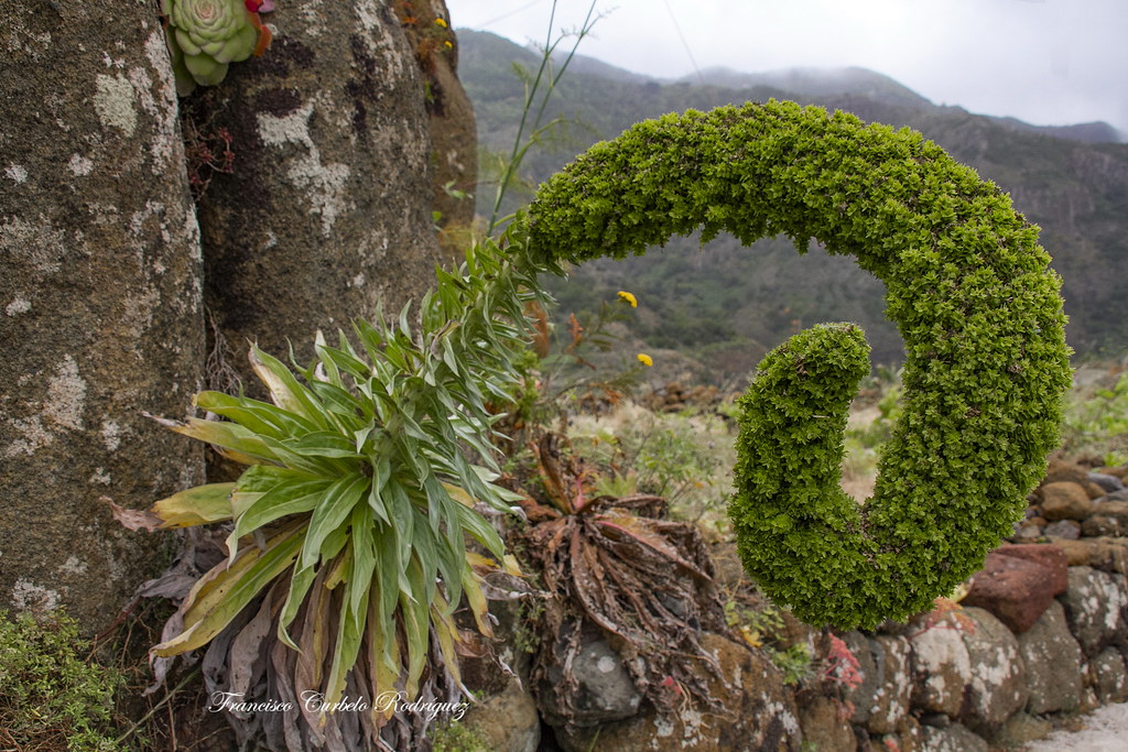 Ruta: Cruz Carmen-Gollada Agudo-Bej&iacute;a-Bat&aacute;n. Tenerife (22-5-21)