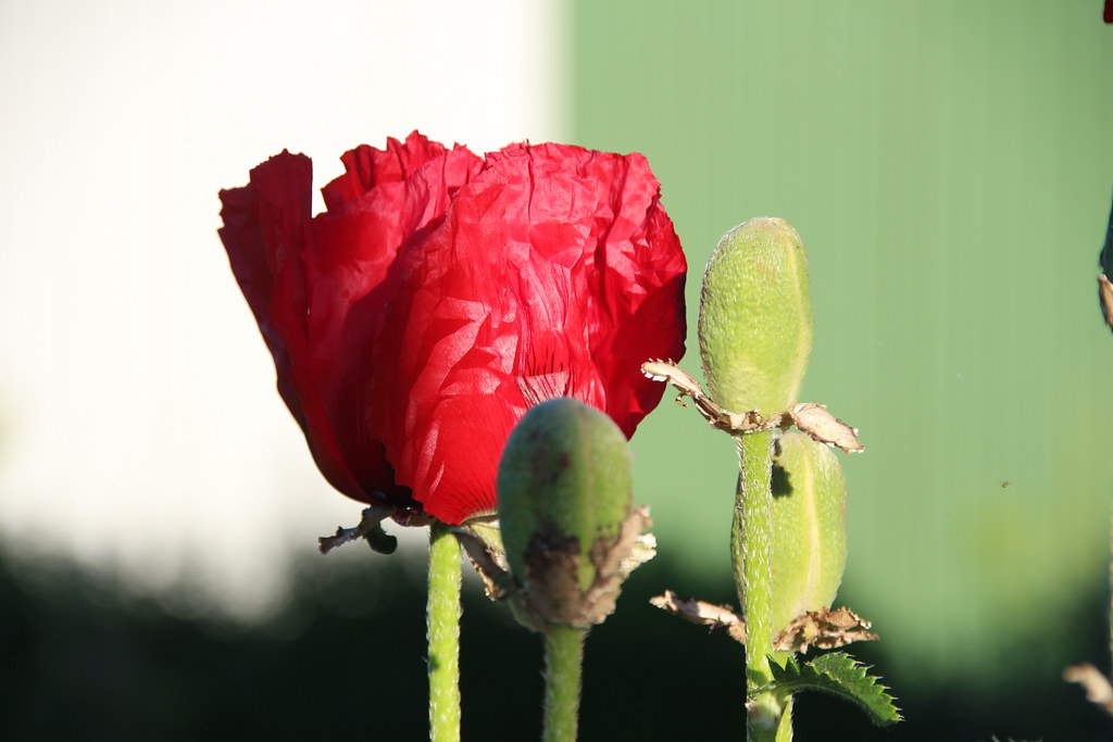Mohn