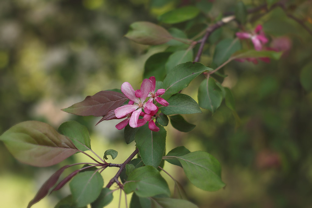Bloom