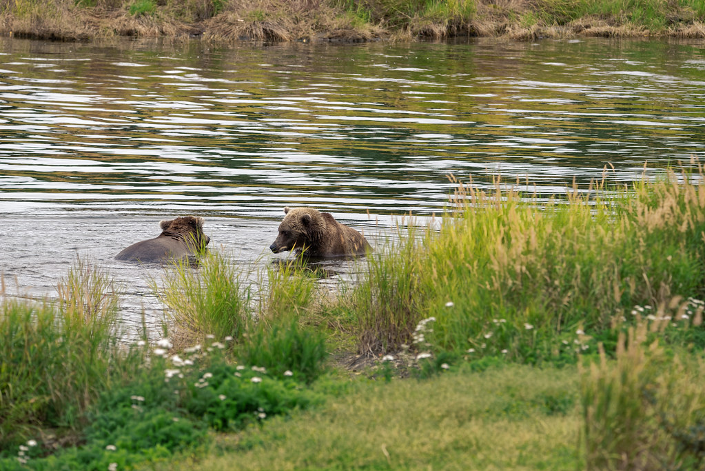 Attention Everyone! Nature Is for You! (Katmai National Park & Preserve)