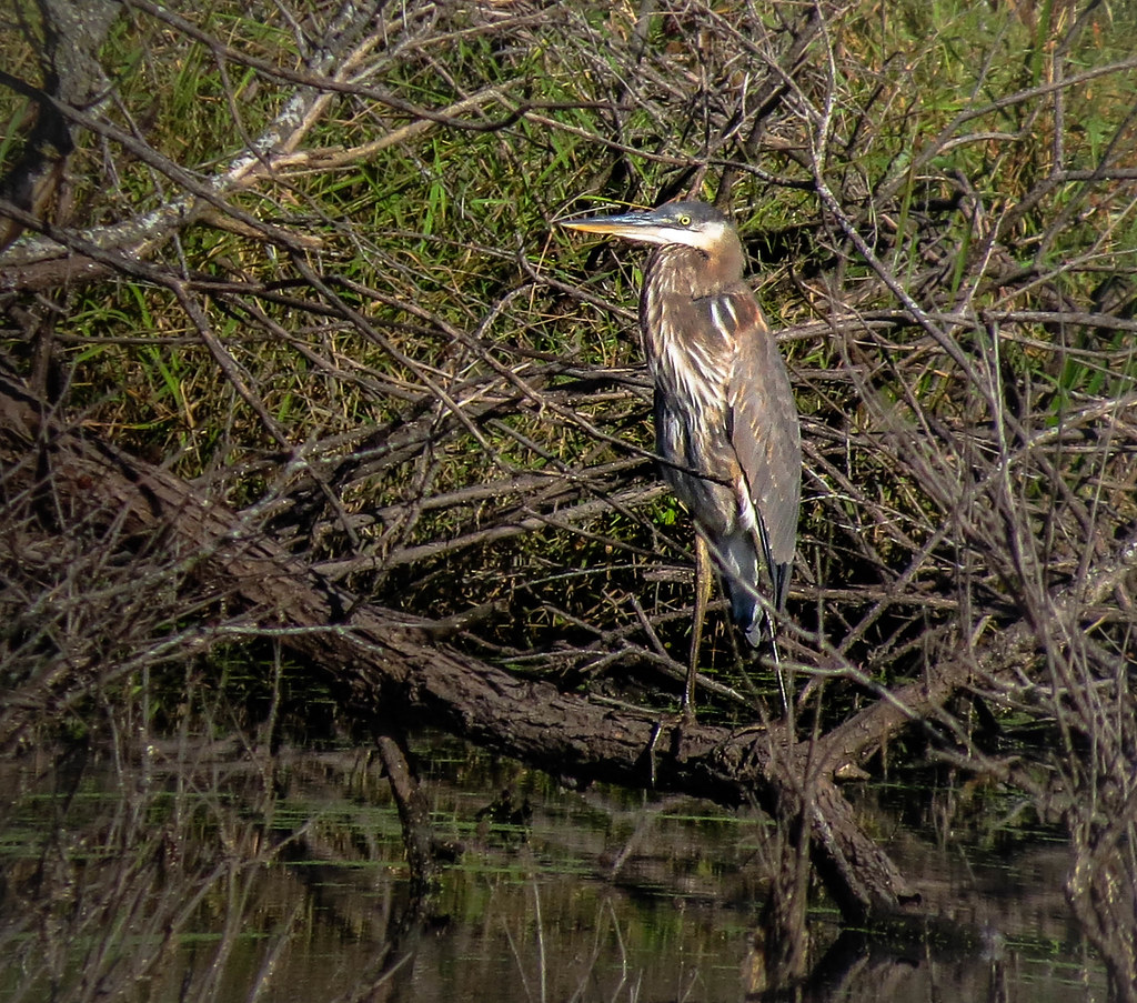 Heron in a Wildlife Refuge