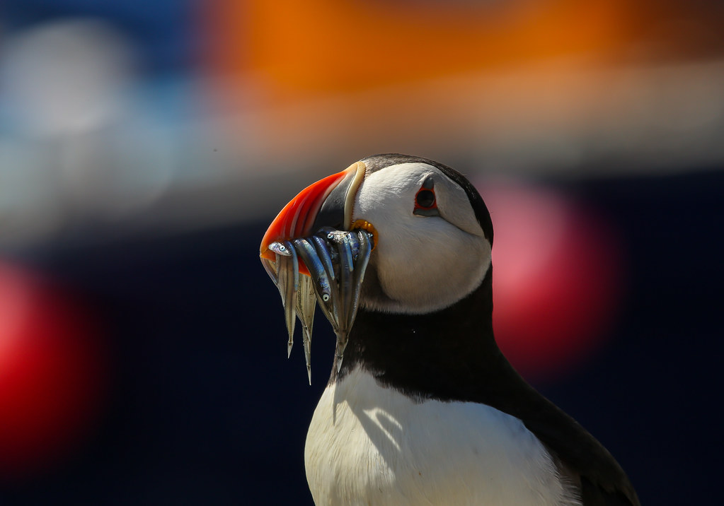 PUFFIN