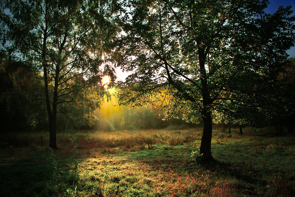 Morning in the forest