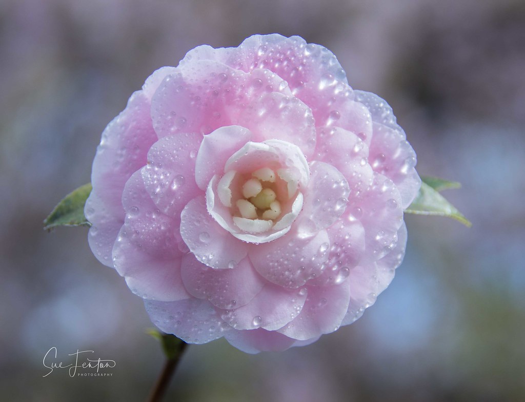 Camellia flower