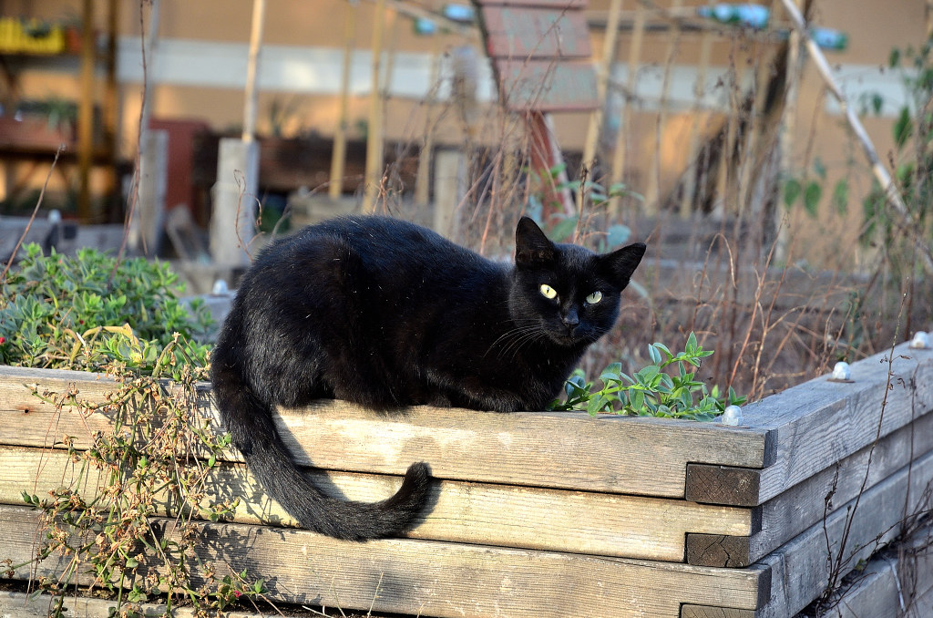 Sornione