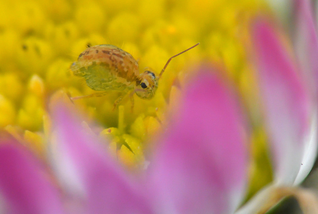 DSC_0635 - Sminthurus viridis
