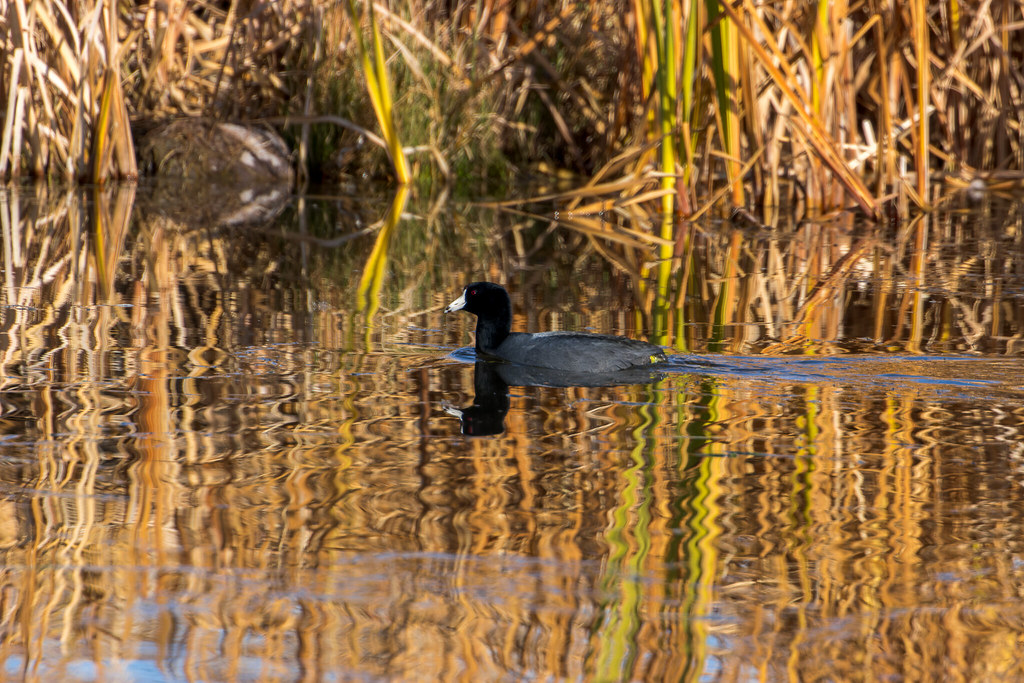 American Coot swimming on water