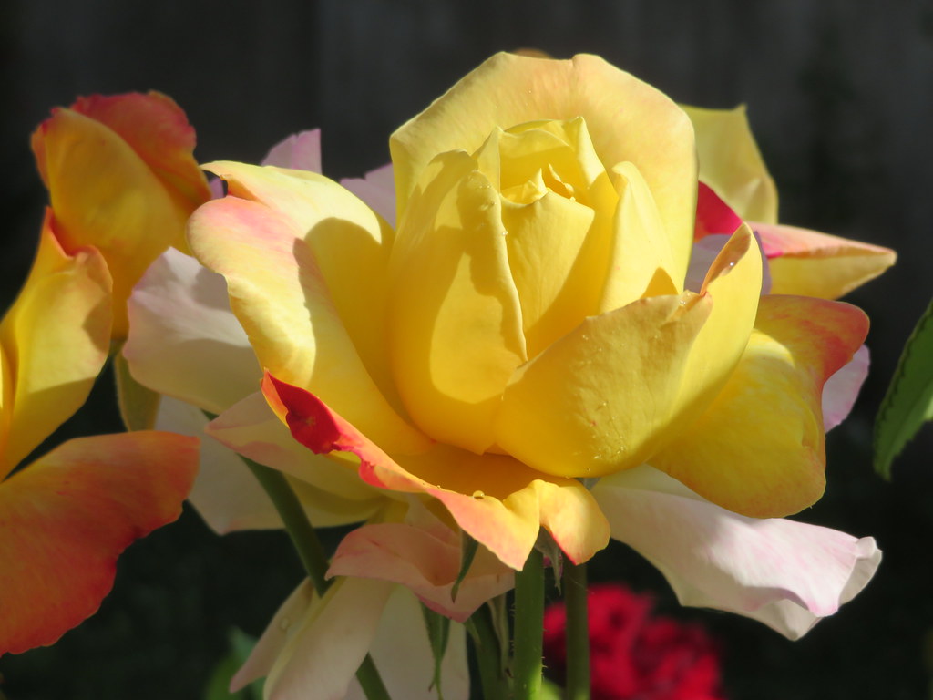 "Peace Rose", for the world and for Ukrainian people. Rose "Madame Meilland" dite "Rose de la Paix", pour le monde et pour le peuple ukrainien.