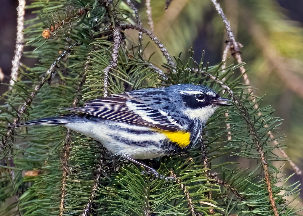 Yellow-rumped Warbler (Setophaga coronata coronata) - 20220501-06