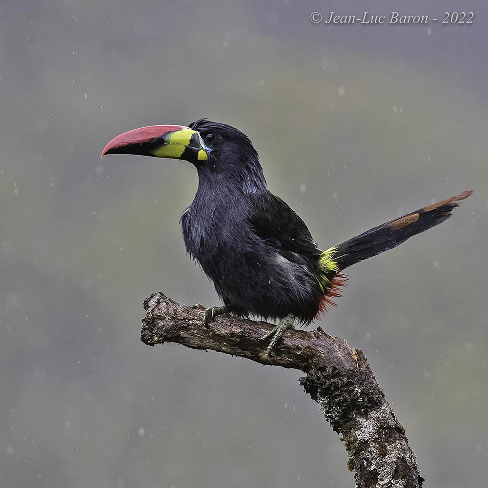 Grey-breasted Mountain-Toucan (hypoglauca) - Andigena hypoglauca hypoblauca