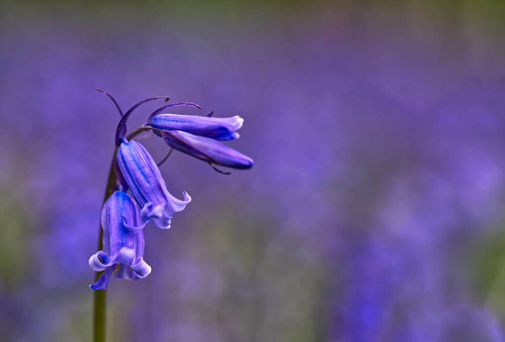 ~ Bluebell ~