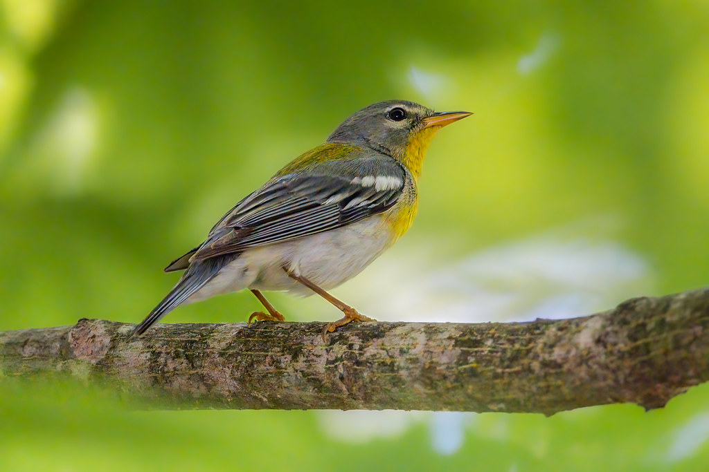 Northern Parula (19/35)