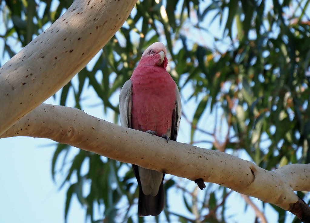 Galah (Eolophus roseicapilla roseicapilla)