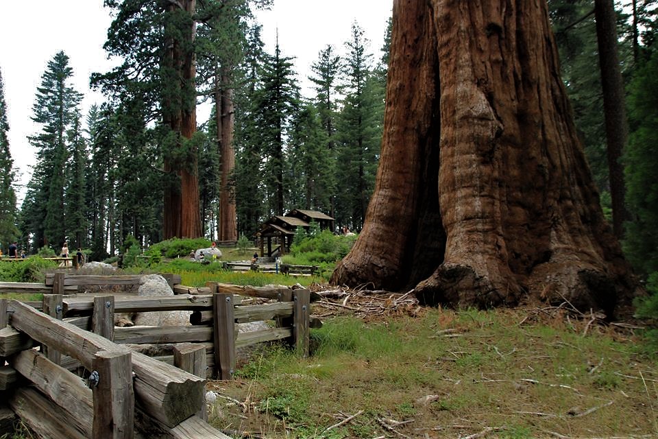 Sequoia National Park, California, USA.