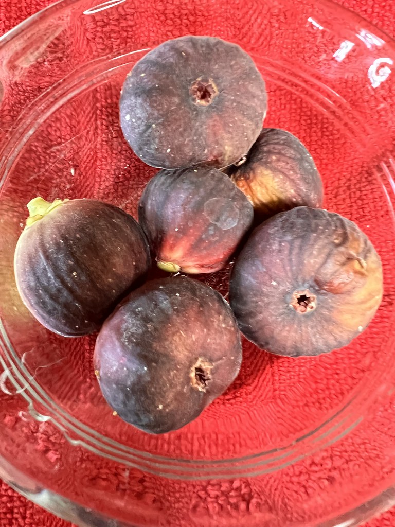 Harvest Time