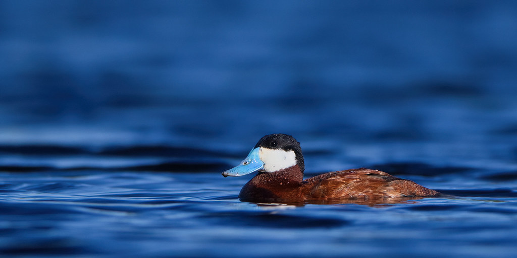 The water feels so good on a sunny night - Ruddy Duck