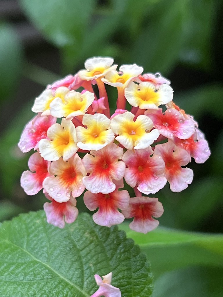 Lantana after the Rain