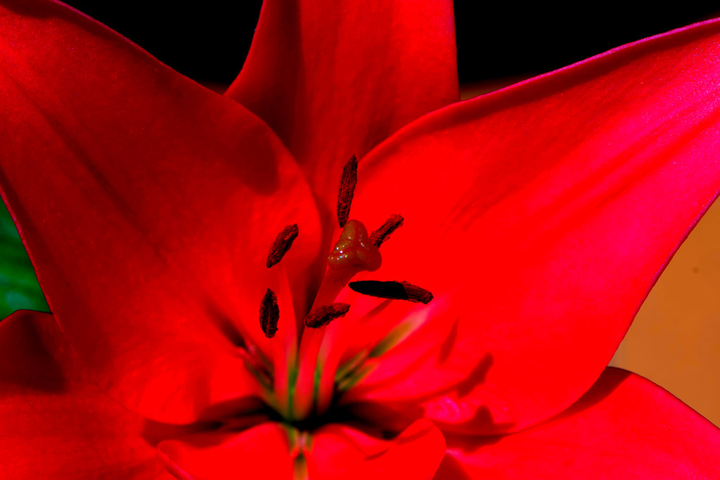 Lilium candidum L.