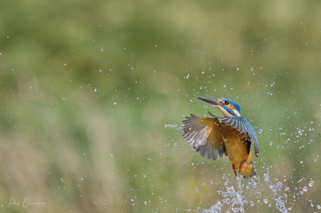 KINGFISHER
