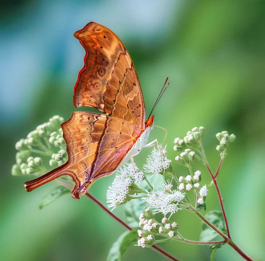 Wings of Autumn