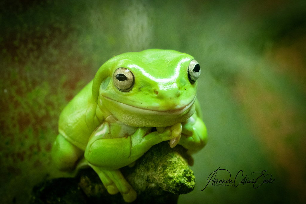My wee green guru