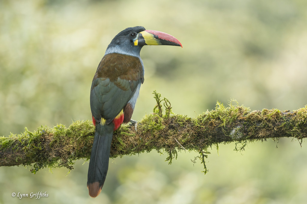 Grey-breasted Mountain-Toucan 720_5972.jpg