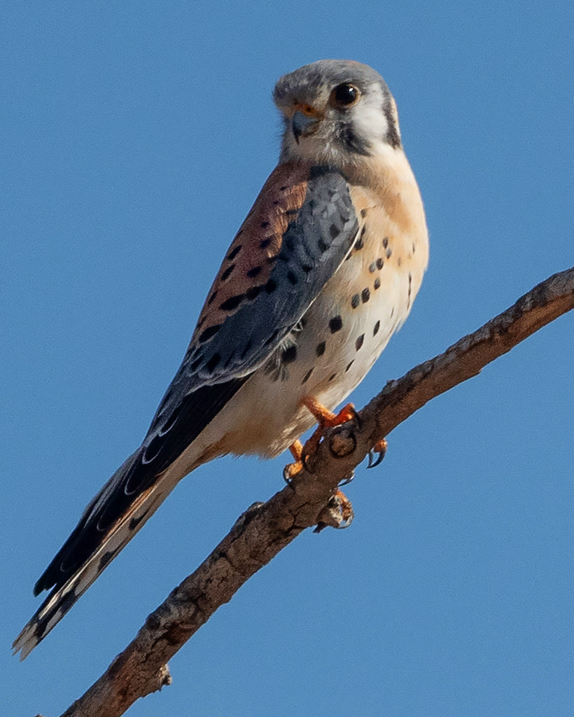 Sparrow hawk