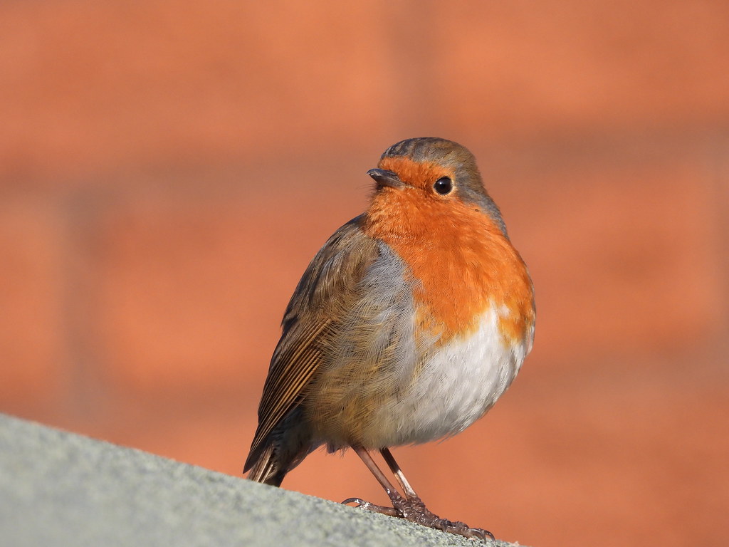 4K Robin resting in the sun
