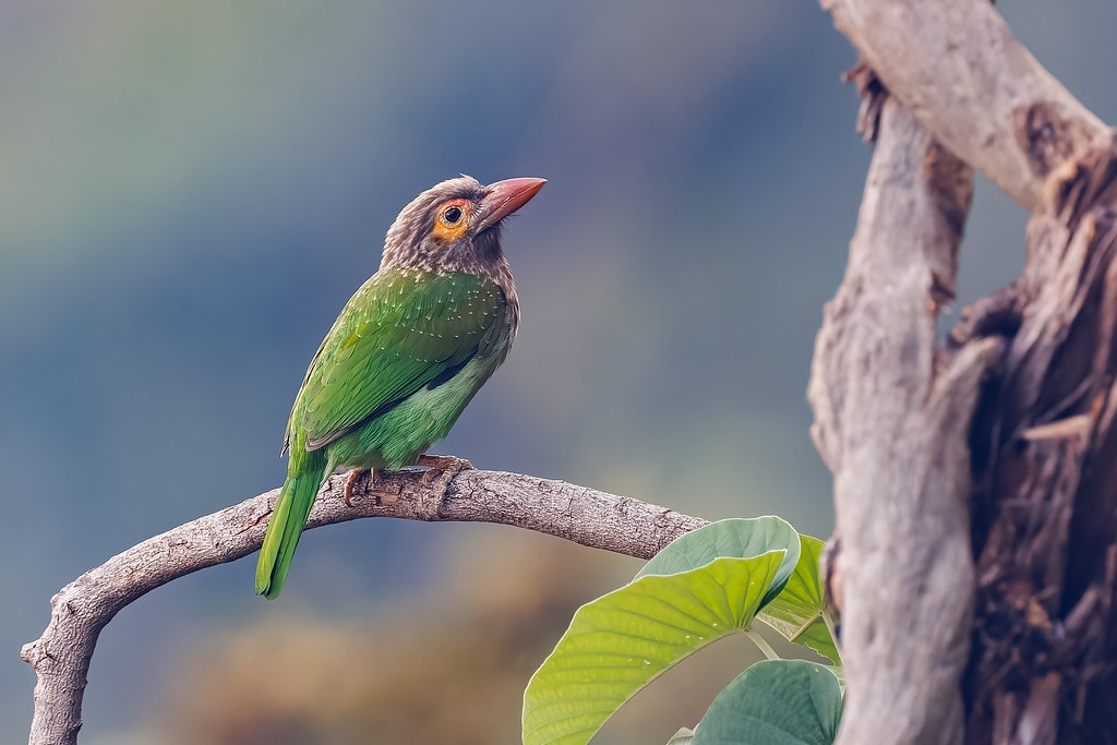 A Brown Headed Barbet foraging on the hill sides