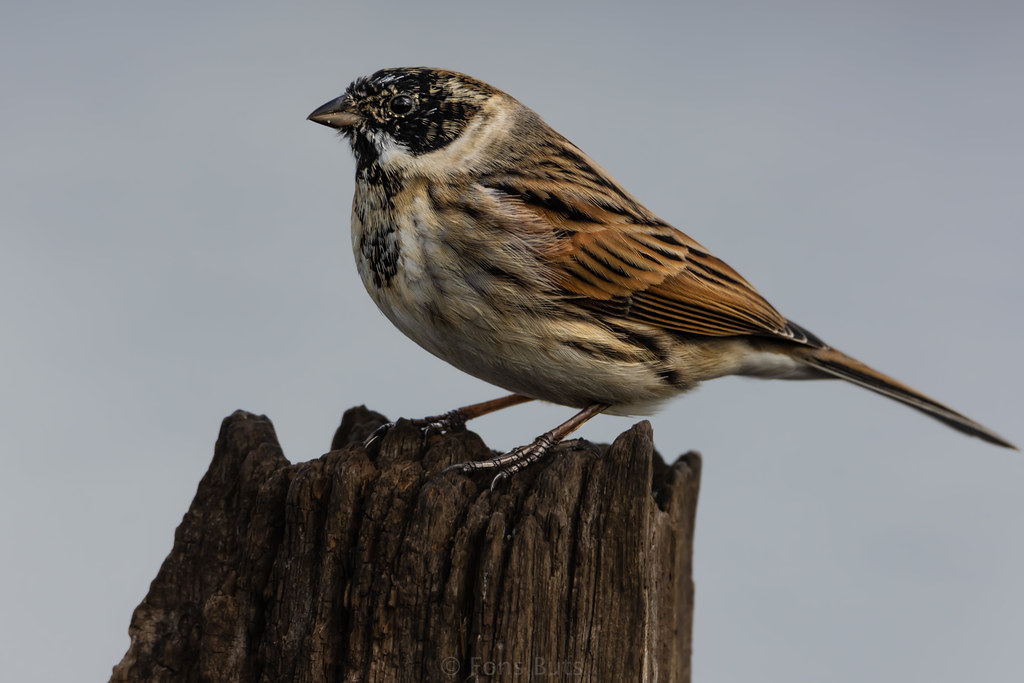 Reed Bunting