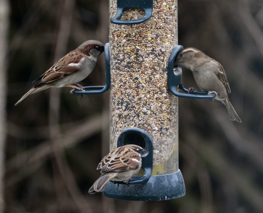 Family breakfast - House Sparrows in our garden