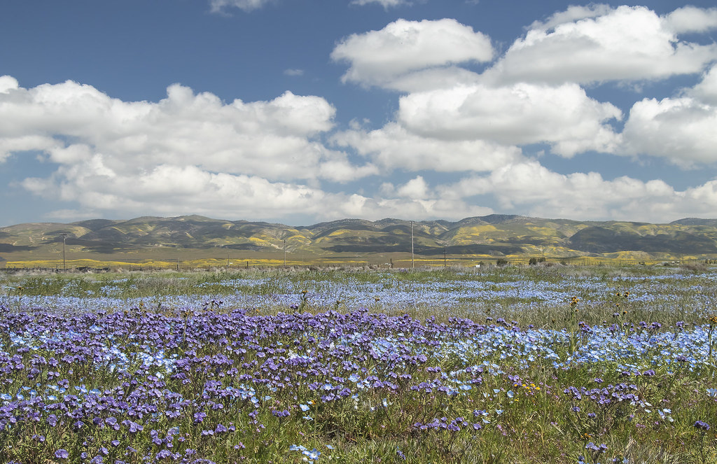 Wildflower Scene, Carrizo Plain