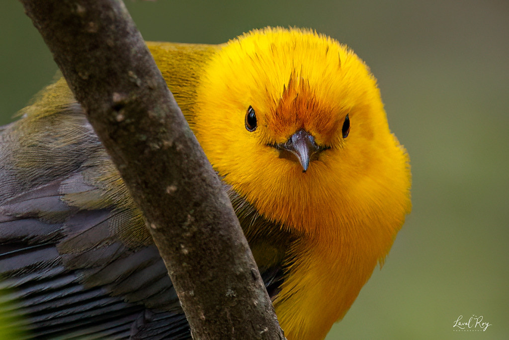 1.27648 Paruline orang&eacute;e / Protonotaria citrea / Prothonotary Warbler