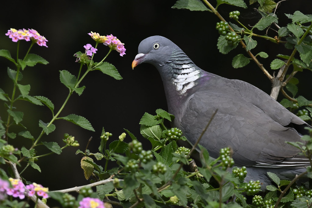 Pigeon ramier ou palombe - Columba palumbus