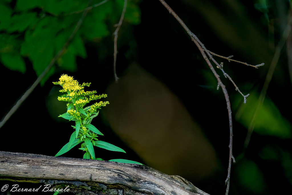 Lumi&egrave;re sur la plante verge d'or