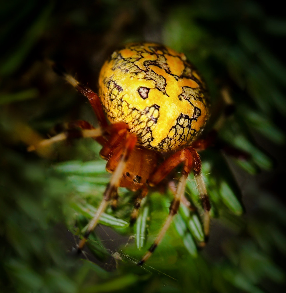 Twilight marbled orb weaver