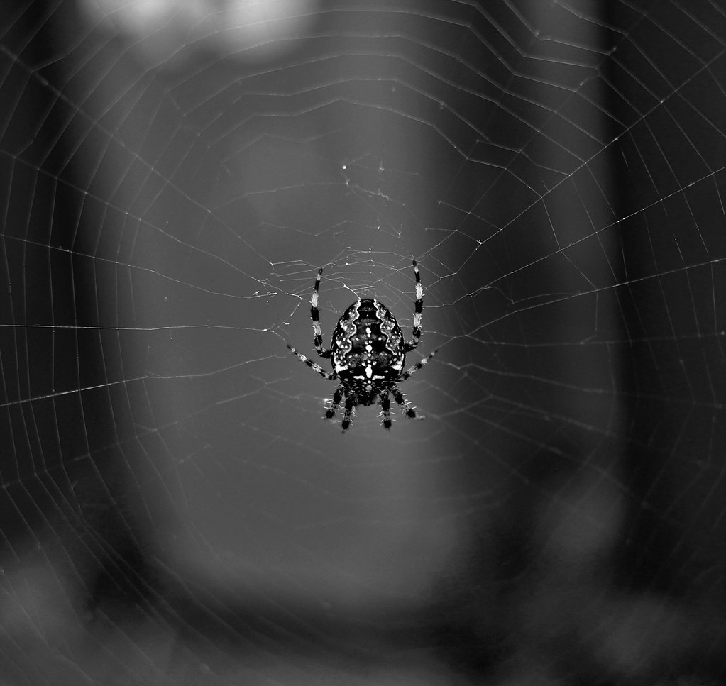 European Garden Spider - Cross Orbweaver - Diadem Spider - Orangie - Cross Spider - Crowned Orb Weaver - Pumpkin Spider (Araneus Diadematus)