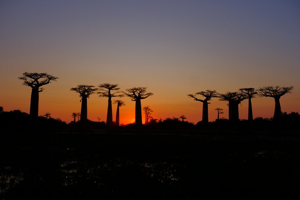 XE3B9722 - Avenida de los Baobabs - Avenue of the Baobabs (Morondava, Madagascar)