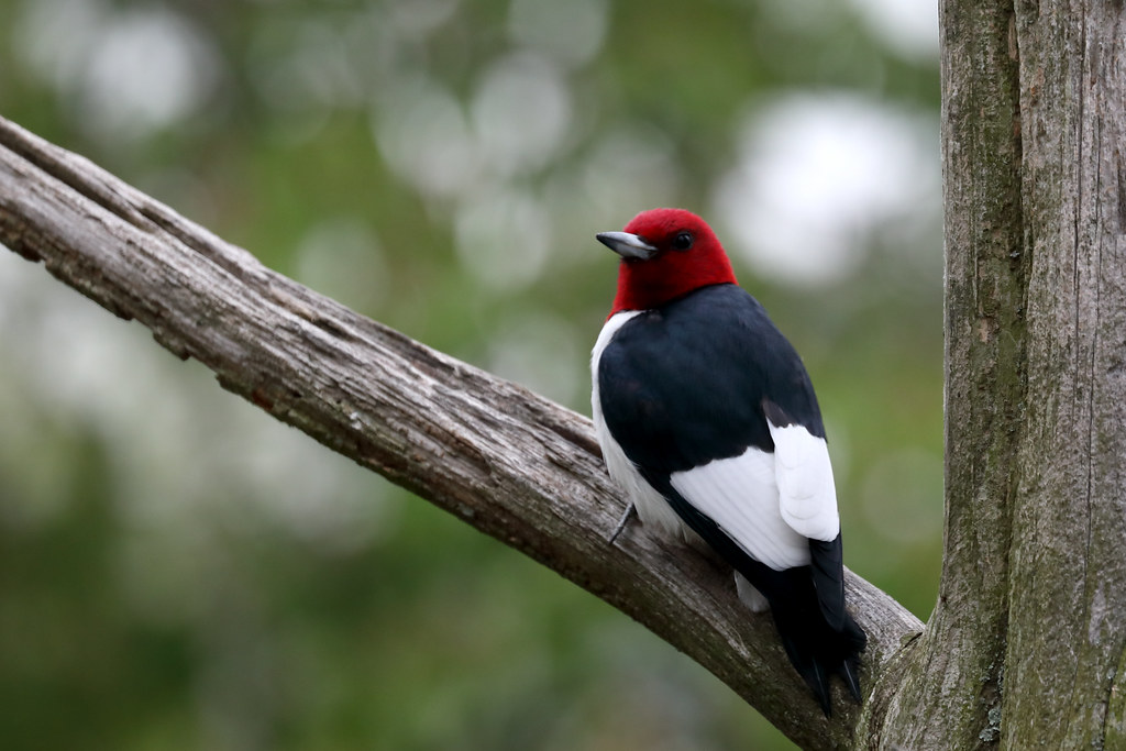 Red-Headed Woodpecker No 1...perched